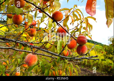 vineyard peaches on the treern Stock Photo