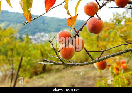 vineyard peaches on the treern Stock Photo