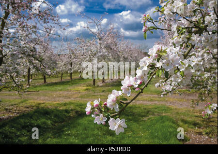 Spring Apple Blossom in Somerset Stock Photo