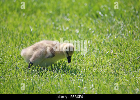 swan goose chick anser cygnoides Stock Photo