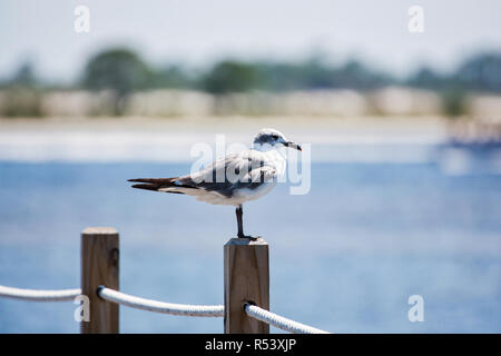 Seagull Standing On Post Overlooking Water Stock Photo