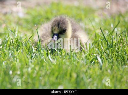 chick of the short-billed goose anser brachyrhynchus Stock Photo