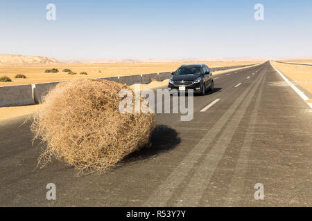 A car stopped by a giant tumbleweed on a highway with sandy dunes, between Bahariya oasis and Farafra, Sahara, Western Desert of Egypt. Stock Photo