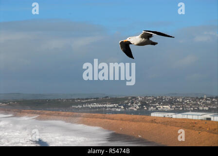 Chesil Beach, Portland. 29th November 2018. A seagull soars over Chesil Beach as storm Diana dashes across the UK Credit: stuart fretwell/Alamy Live News Stock Photo