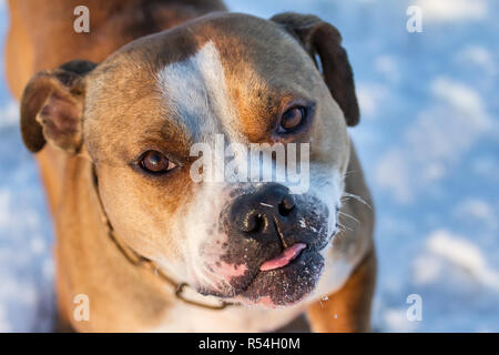 Bulldog type dog in the snow Stock Photo