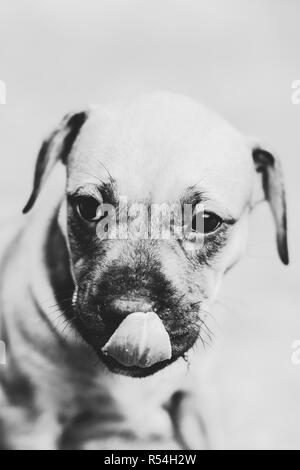 Black white photograph of an adorable American Pit Bull Terrier puppy Stock Photo