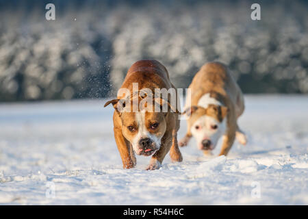 Bulldog type dog in the snow Stock Photo