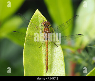 Female Common Darter Dragonfly (Sympetrum striolatum) perched on rhododendron leaf. Tipperary, Ireland Stock Photo