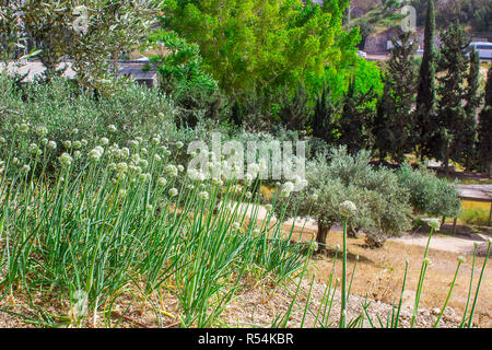 A section of the sloped vegetable garden in the open air museum of Nazareth Village Israel. This site provides an authentic look at the life and times Stock Photo