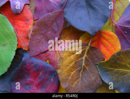 Background from foliage Stock Photo