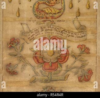 A large red and white rose, with four other smaller roses in profile. Alchemical rolls (The Ripley Scrolls). late 16th century. Source: Add. 5025.(3) Detail. Author: Ripley, George. Stock Photo