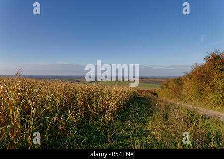 Field of corn on the cob and distant fields Hannington Hampshire Stock Photo