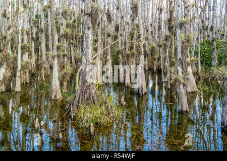 Swamp with pond cypress trees along Loop Road in Big Cypress National Preserve, Everglades, Florida, USA Stock Photo