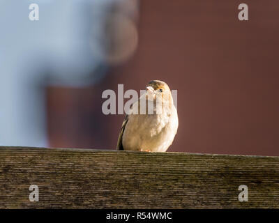 Adult female common chaffinch, Fringilla coelebs, perched on wooden beam in sunshine in winter, Netherlands Stock Photo
