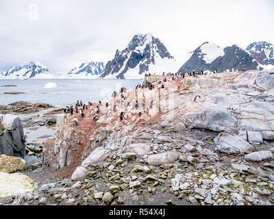 Chicks and adult Adelie penguins, Pygoscelis adeliae, and Antarctic shags on Petermann Island, Antarctic Peninsula, Antarctica Stock Photo