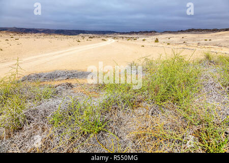 Desolation with only a few hardy plants in the arid Namib desert on the Skeleton coast of Namibia. Stock Photo