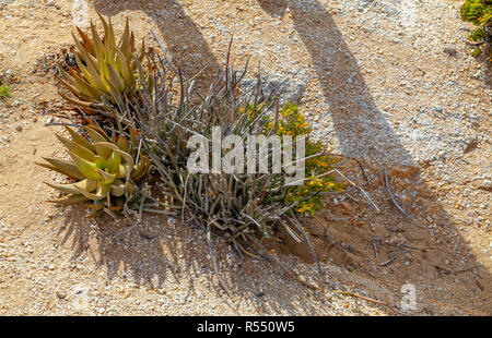 Desolation with only a few hardy plants in the arid Namib desert on the Skeleton coast of Namibia. Stock Photo