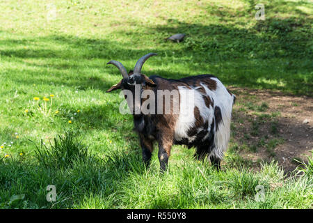 brown goat in a meadow Stock Photo