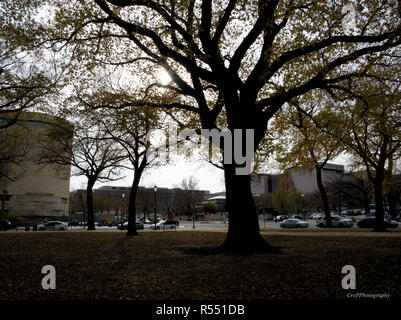 Silhouette of tree outside of Native American Museum building in background Stock Photo