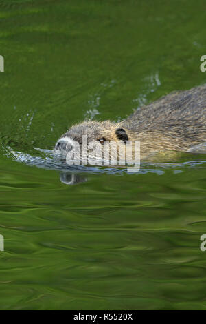 Coypu / River Rat / Nutria ( Myocastor coypus ) swims in a hurry through nice green coloured water, invasive species, wildlife, Europe Stock Photo