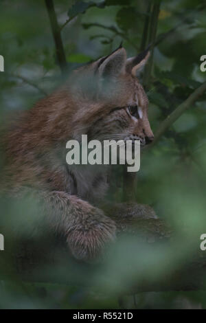 Eurasian Lynx / Eurasischer Luchs ( Lynx lynx ) young cub, sitting / lying, hiding between foliage in a tree, watching attentively, well camouflaged, 