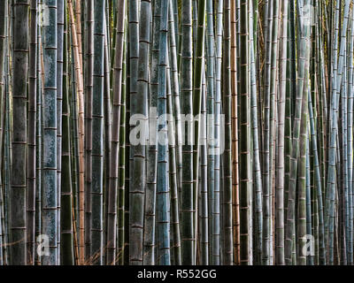 Bamboo Forest Japan - Dense Multicoloured bamboo forest. Bamboo Trees. Stock Photo