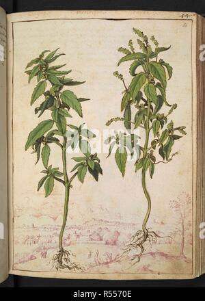 A full page botanical painting of two samples of Mercurialis annua or 'Mercorella basillico' (Annual mercury) with a landscape sketched in pink ink in the background. Coloured drawings of plants, copied from nature in the Roman States, by Gerardo Cibo. Vol. I. Pietro Andrea Mattioli, Physician, of Siena: Extracts from his edition of Dioscorides' 'de re Medica':. Italy, c. 1564-1584. Source: Add. 22332 f.56. Language: Italian. Author: Cibo, Gheraldo. Stock Photo