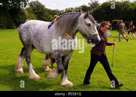 Heavy Horses in the parade ring with handlers at the Wrangle Country Show Lincolnshire Stock Photo