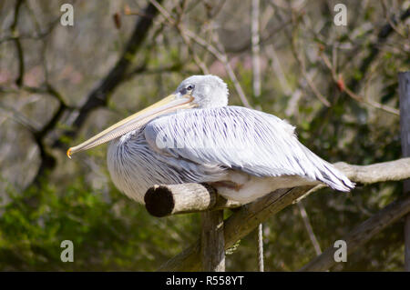 Pelican resting on a wooden promontory Stock Photo