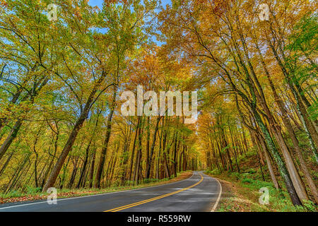 Horizontal wide angle perspective shot of colorful trees surrounding a Smoky Mountain road in Autumn. Stock Photo