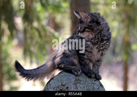 Norwegian forest cat kitten standing on a stone in forest Stock Photo