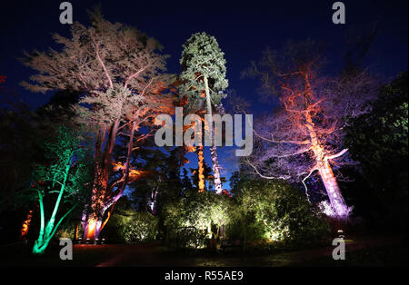 Trees are illuminated during the launch of the Enchanted Christmas attraction at Westonbirt Arboretum near Tetbury. Stock Photo