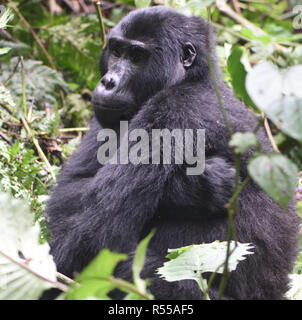A grumpy looking female mountain gorilla (Gorilla beringei beringei) hugs herself. About 1,000 mountain remain in Uganda, Rwanda and The Democtatic re Stock Photo