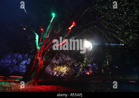 Trees are illuminated during the launch of the Enchanted Christmas attraction at Westonbirt Arboretum near Tetbury. Stock Photo