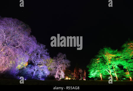 Trees are illuminated during the launch of the Enchanted Christmas attraction at Westonbirt Arboretum near Tetbury. Stock Photo