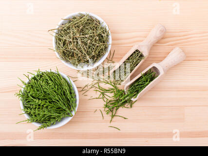 Fresh and dried field horsetail Stock Photo