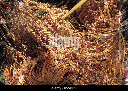 Bunches of date palms lying on the ground with immature fruit Stock Photo