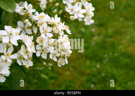 Fragrant white choisya flowers against green grass background Stock Photo