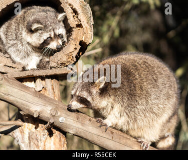 Two Raccoons or Racoon Procyon lotor, also known as the North American raccoon, in the zoo. Stock Photo