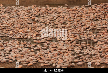 drying of cocoa and coffee beans,plantation on sao tome and principe,africa Stock Photo