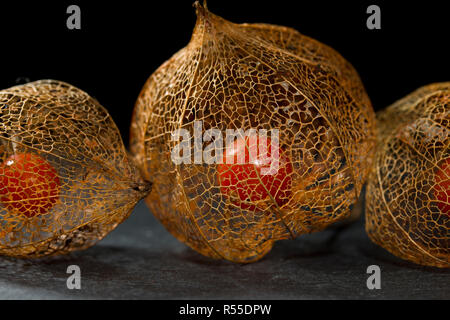 Dried flower skeleton of Chinese lantern plant (Physalis alkekengi) close up showing the red fruit seed inside on slate with a black background Stock Photo