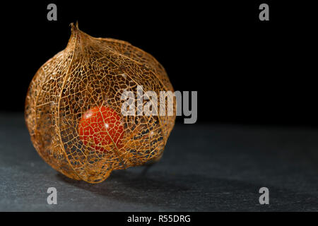 Dried flower skeleton of Chinese lantern plant (Physalis alkekengi) close up showing the red fruit seed inside on slate with a black background Stock Photo