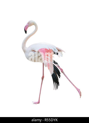 greater flamingo isolated on white background Stock Photo