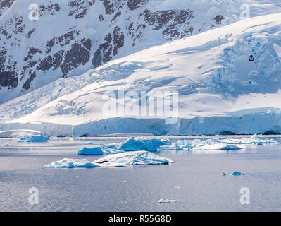 Seals on ice floe floating in Andvord Bay near Neko Harbour, Antarctic Peninsula, Antarctica Stock Photo