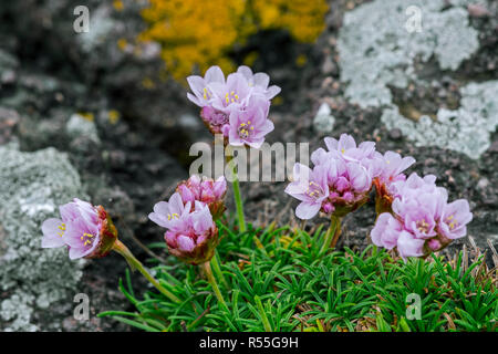 Pink scottish wildflowers - Pink flowers growing by the roadside on ...