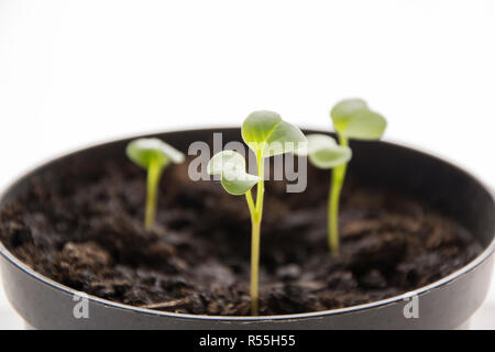 Red radish seedling, ecological planting concept Stock Photo