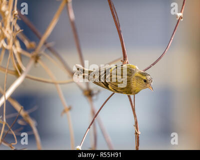 Portrait of adult male Eurasian siskin, Spinus spinus, sitting on twig in garden, Netherlands Stock Photo