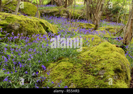 Blue bells in Parc Gelli woods near Tregarth in North Wales which is part of the Parc Gelli Hut Group and Ancient Fields Scheduled Ancient Monument. Stock Photo