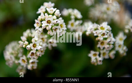 mukdenia rossii,aceriphyllum rossii,plant portrait,colours,colors,white,flowers,flower,flowering,blooms,RM Floral Stock Photo