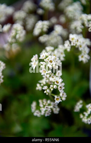 mukdenia rossii,aceriphyllum rossii,plant portrait,colours,colors,white,flowers,flower,flowering,blooms,RM Floral Stock Photo